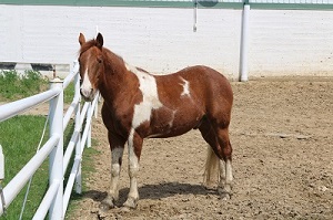 Horse Picture 4
