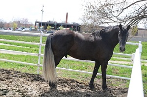 A single dark brown horse