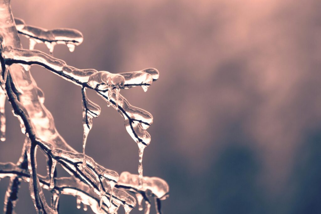 A detailed close-up of frosty branches covered with icicles, capturing the serene winter mood.